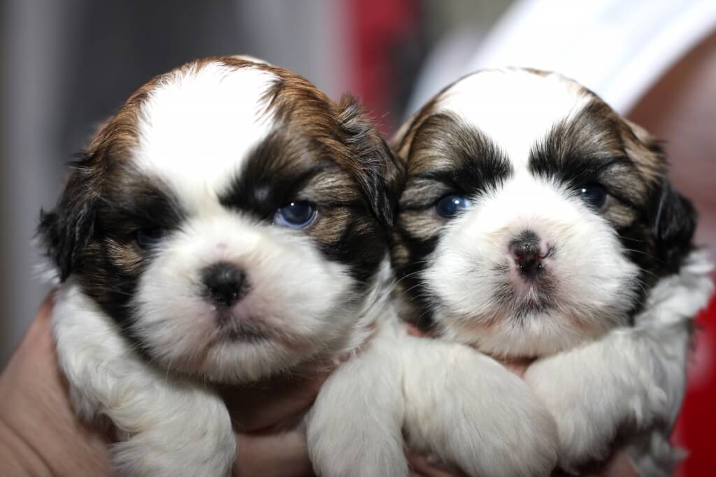 twin pups