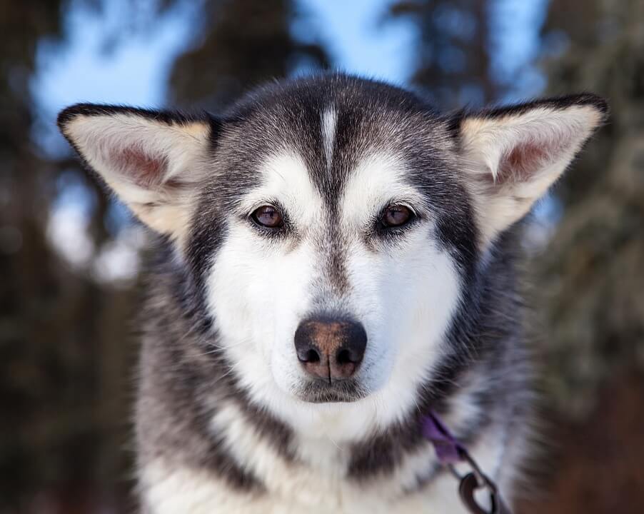 husky