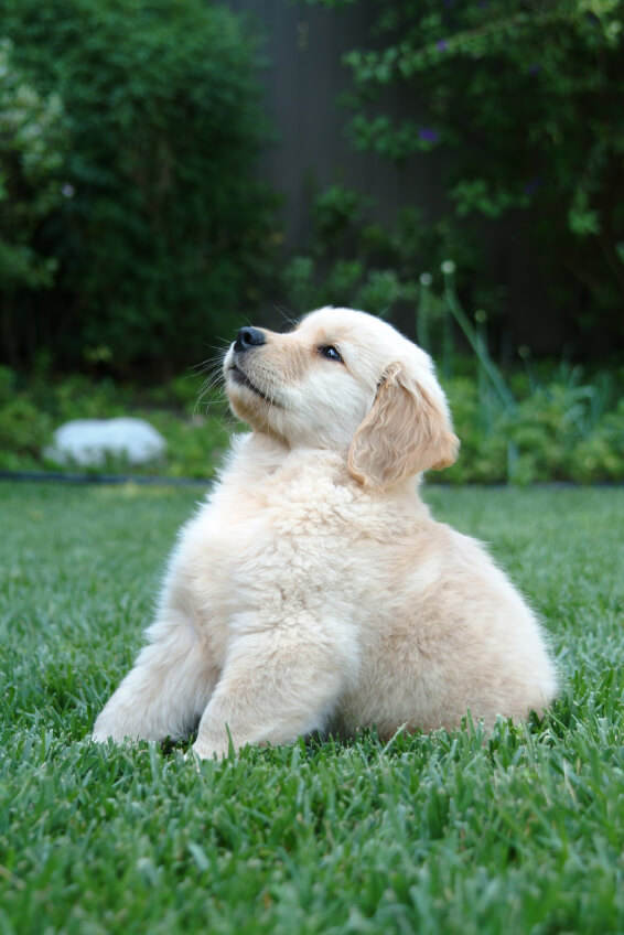 what do you want puppy