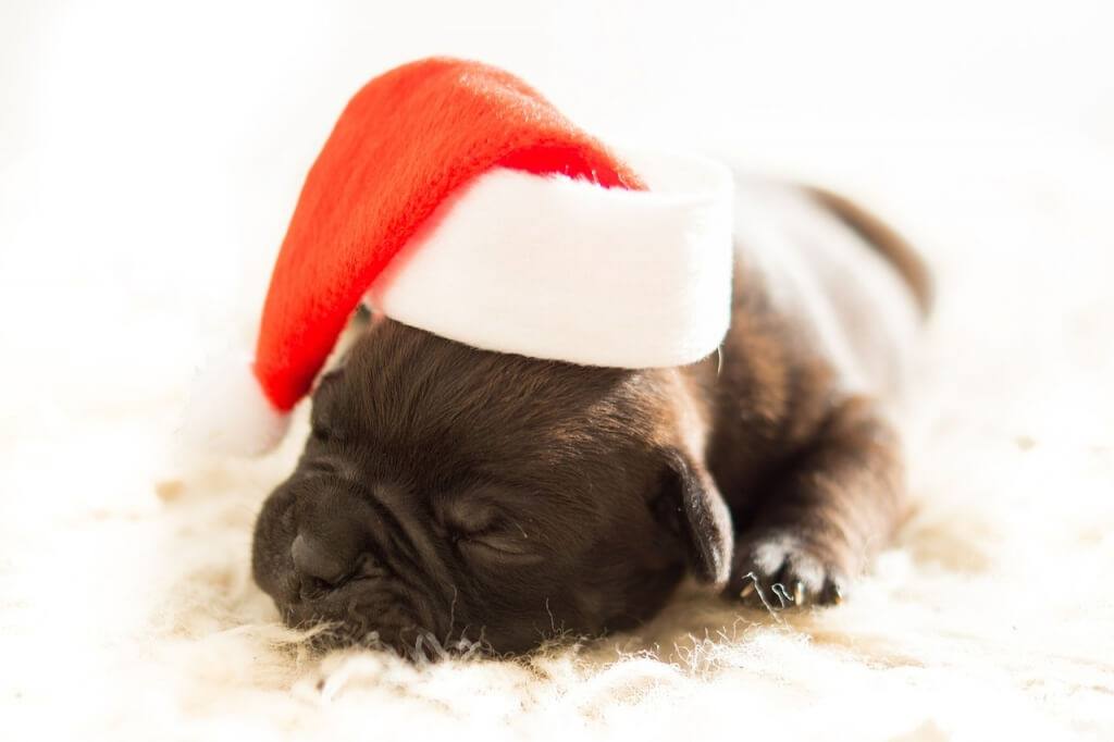 xmas puppy