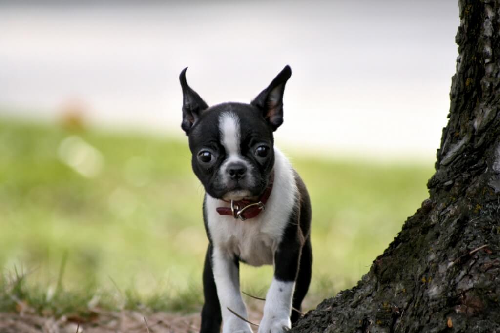 Boston Terrier
