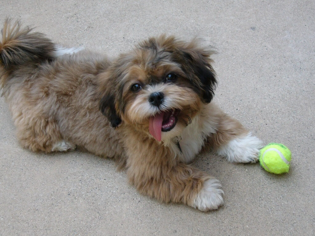 Shih Tzu