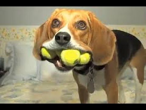 beagle with a ball