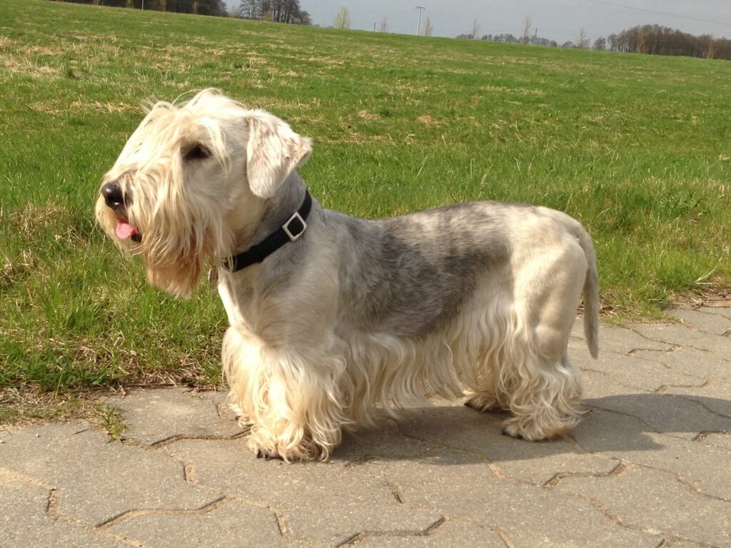 cesky terrier