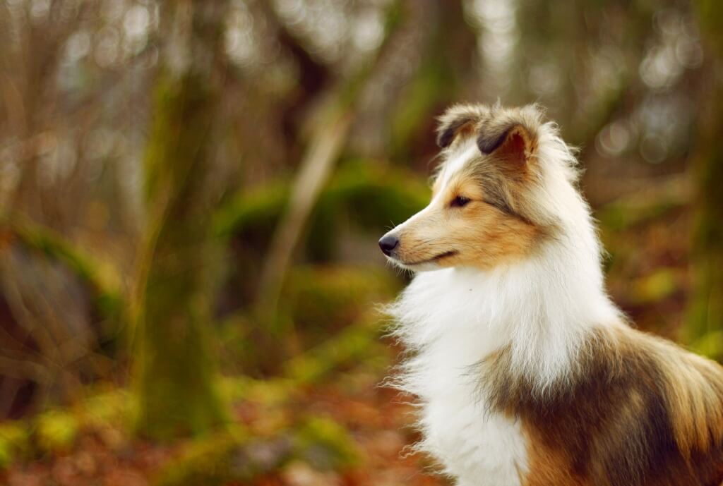 shetland sheepdog
