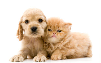 Owners who need more sleep!