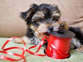 Cute Puppy Compilation