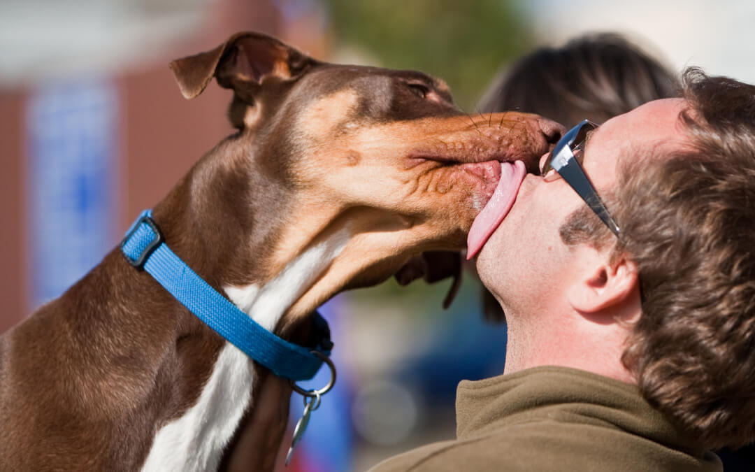 How to give your dog CPR
