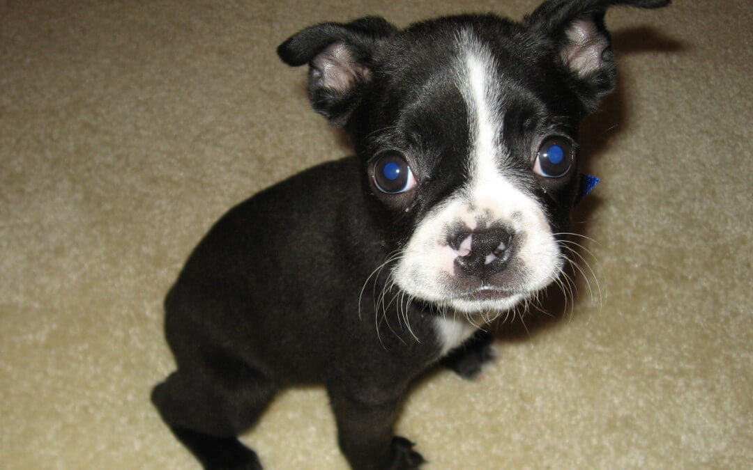 Boston Terrier Cuteness