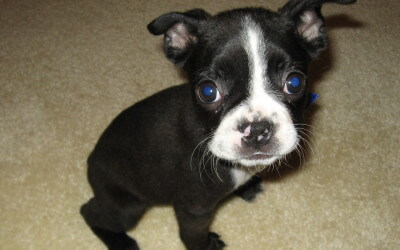 Boston Terrier Cuteness