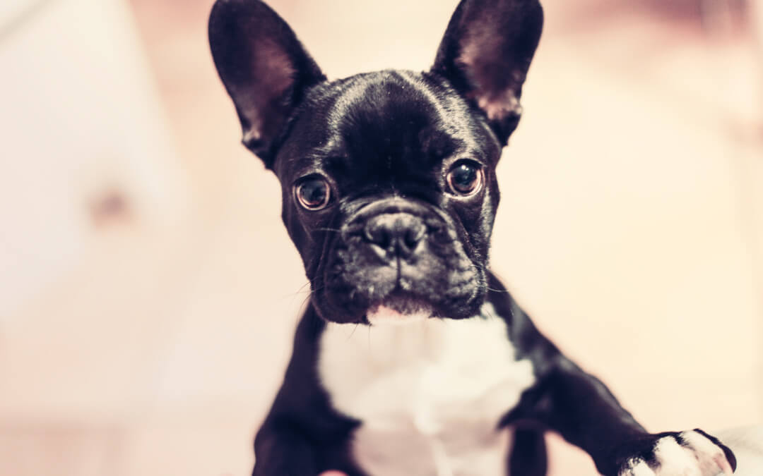 Meet Dobby The Boston Terrier