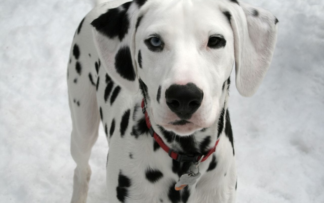 Dalmatian Facts