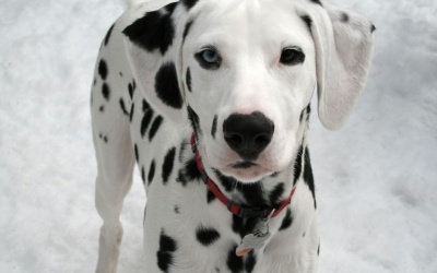 Dalmatian Facts