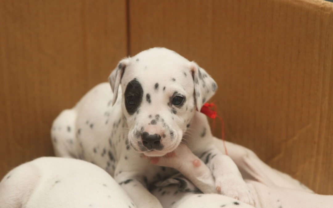 Animal Planet – Dalmatian Puppies