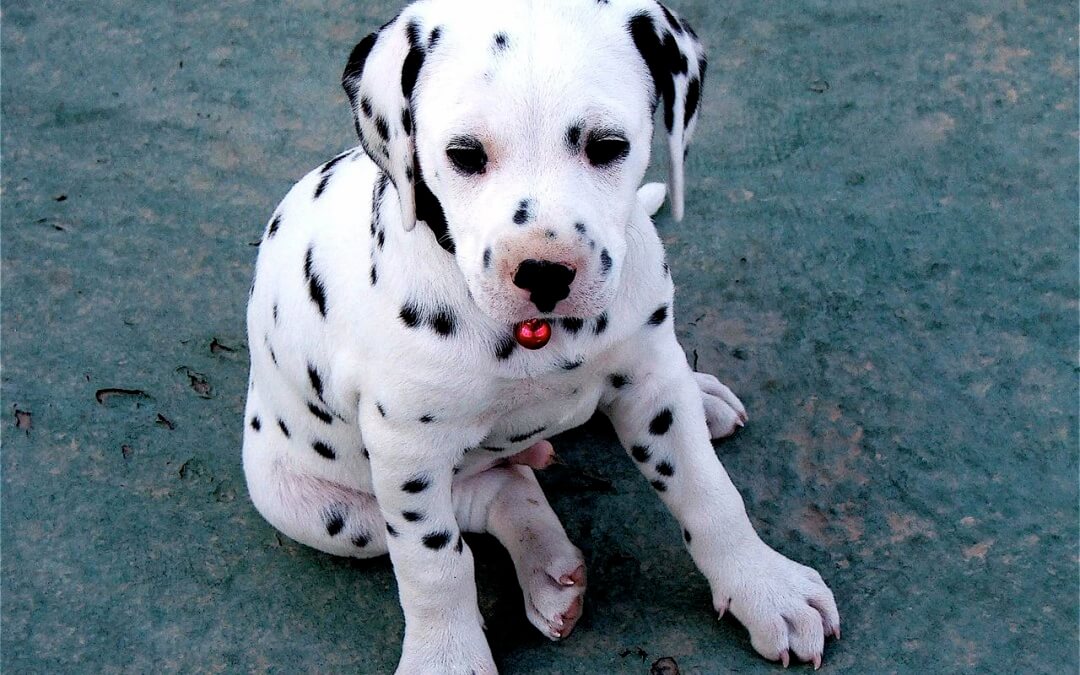 Dalmatian showing off her tricks :)