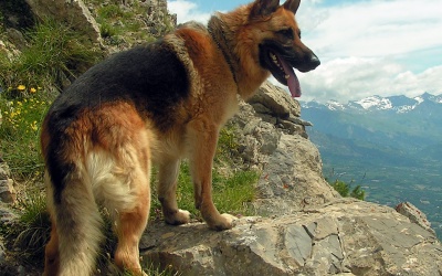 German Shepherd Facts