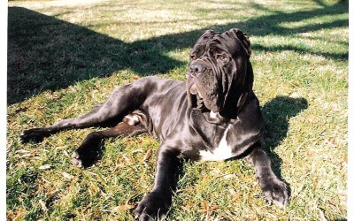 Top 5 BIG dogs for SMALL apartments