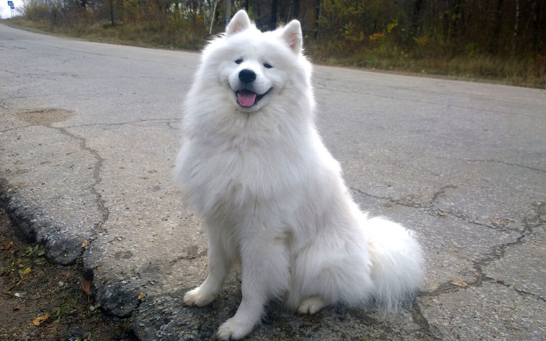 Top Fluffy Dog Breeds