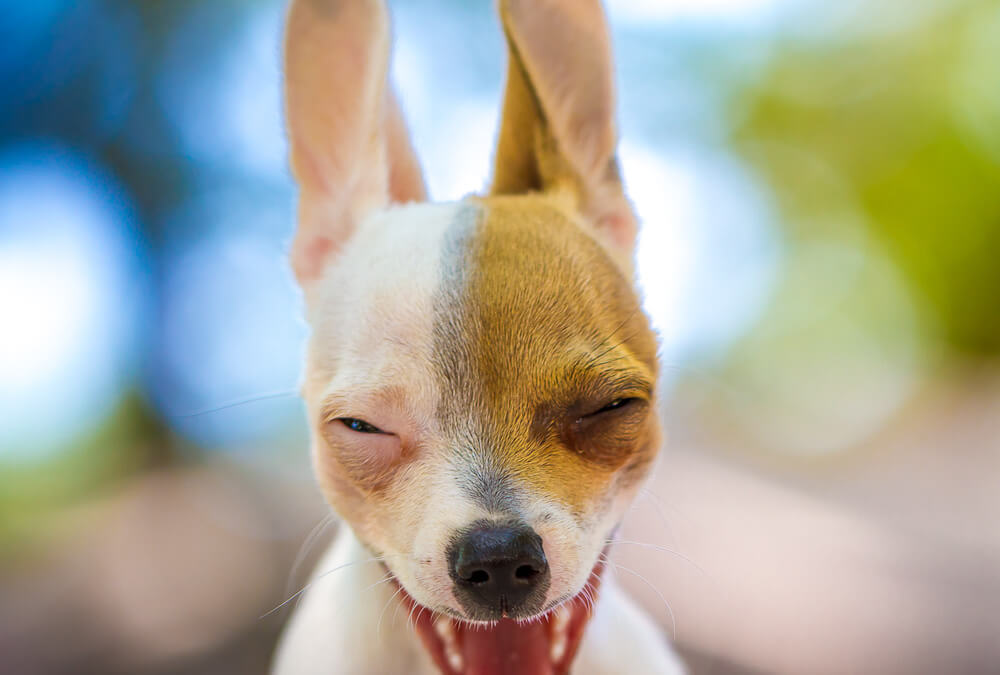 How do dogs see the world?