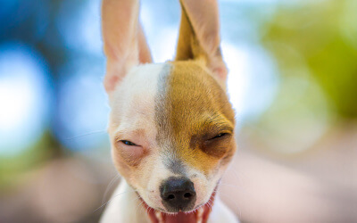 How do dogs see the world?