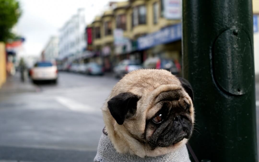 Dogs Waking Up Their Owners
