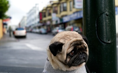 Dogs Waking Up Their Owners
