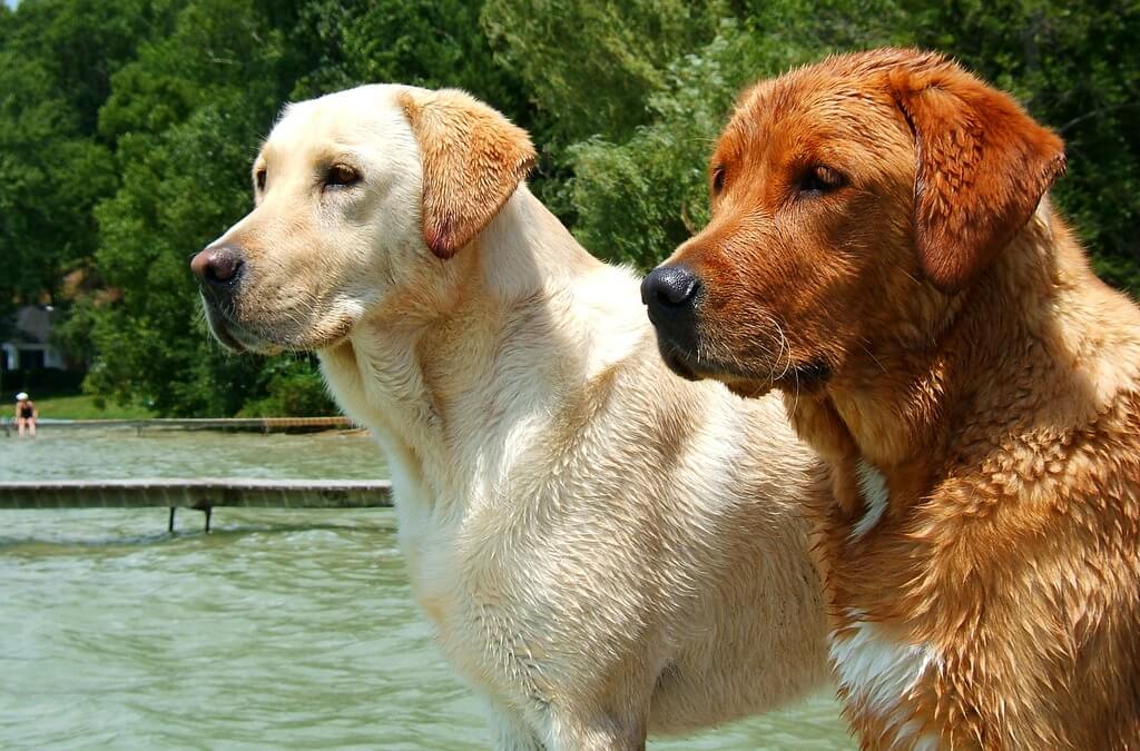 Golden Retriever Dogs