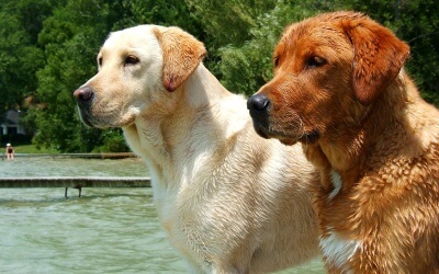 Golden Retriever Dogs