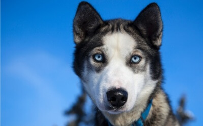 Pup Tries To Make Friends – Too Cute!