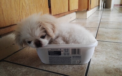 Funny Compilation – Guilty Dogs