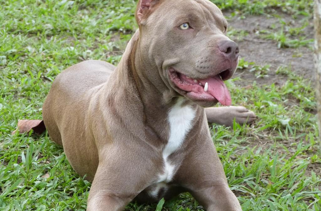 Pit bull Facts