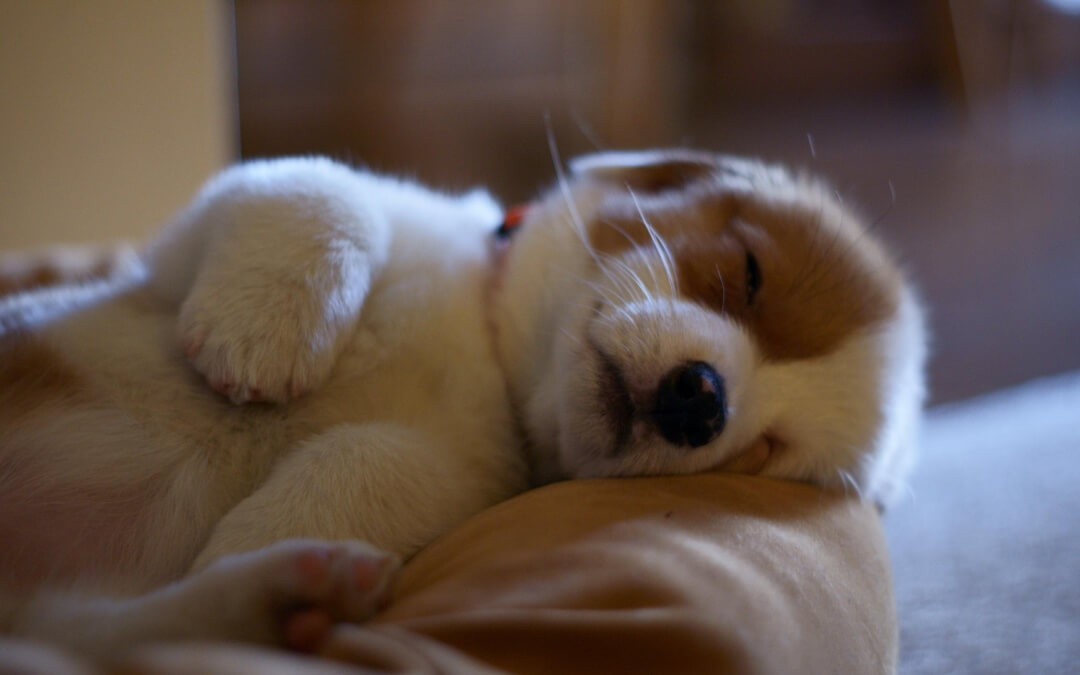 How Much Should My Dog Eat?