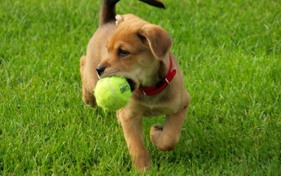 How To Train Your Dog To Walk On A Leash