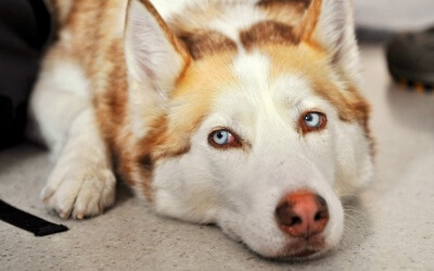 Pancreatitis In Dogs