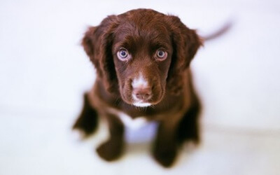 Silly Dogs Compilation