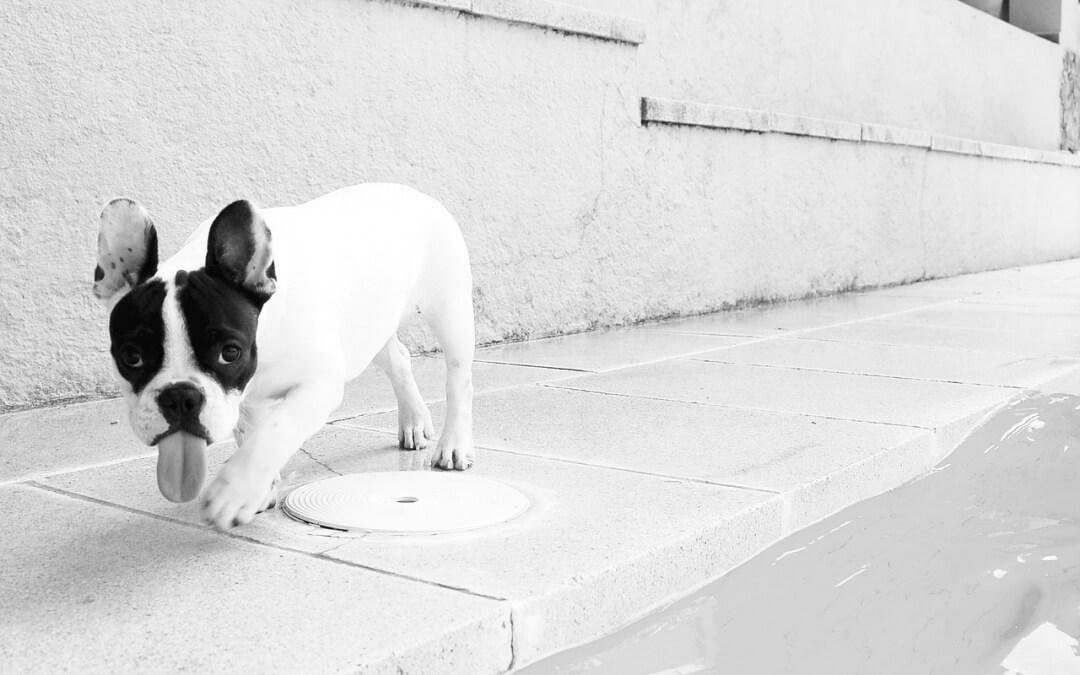 How To Register Your Dog With The AKC