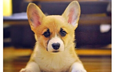 Dogs Who FAIL At Being Dogs