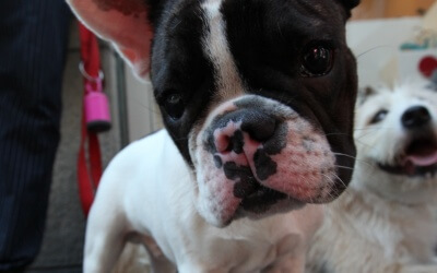 Hypothyroidism In Dogs