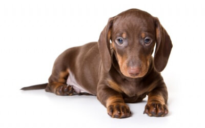 Dachshund Dogs