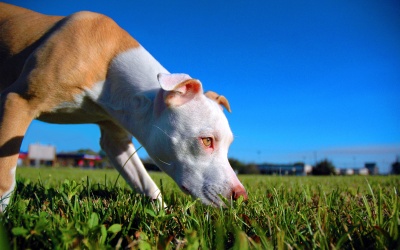 Do you know what a Dogs best sense is?