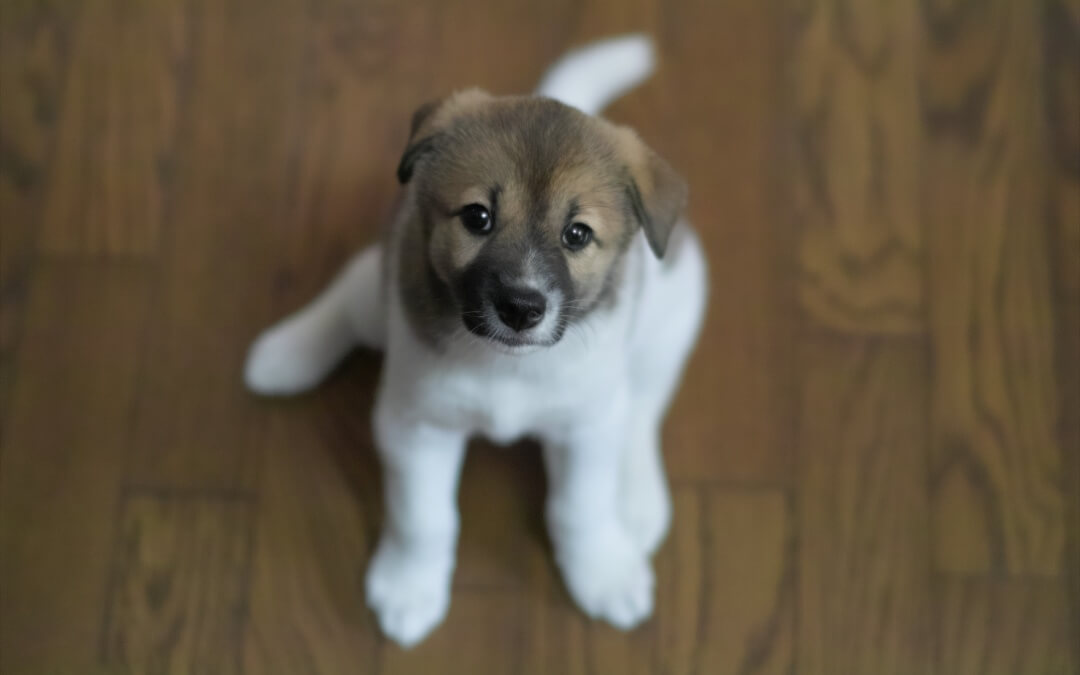 Top 10 LAZIEST Dogs Ever