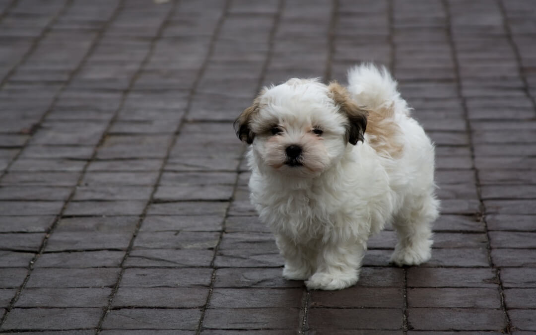 Why Do Dogs Lick Their Paws