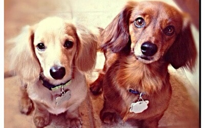 How To Train Your Puppy To Listen To Their Name