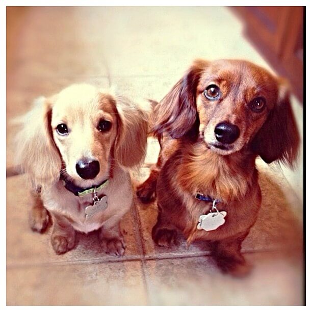 How To Train Your Puppy To Listen To Their Name