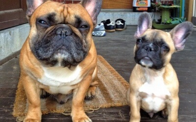 French Bulldogs