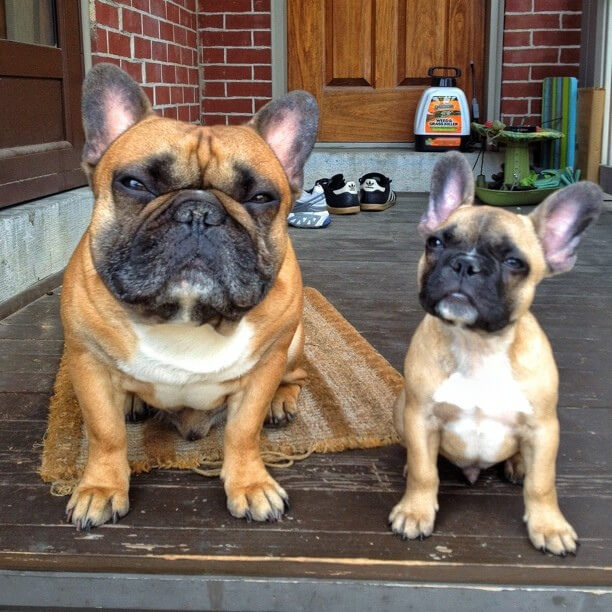 French Bulldogs