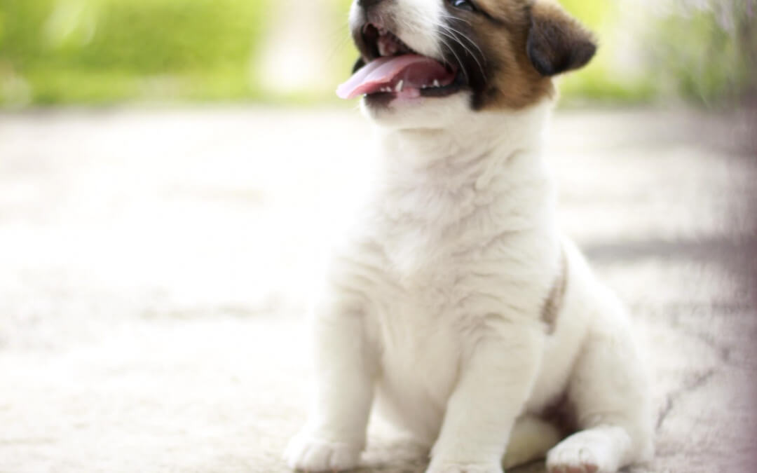 How Much Should Your Dog Weigh??