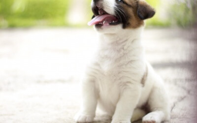 How Much Should Your Dog Weigh??