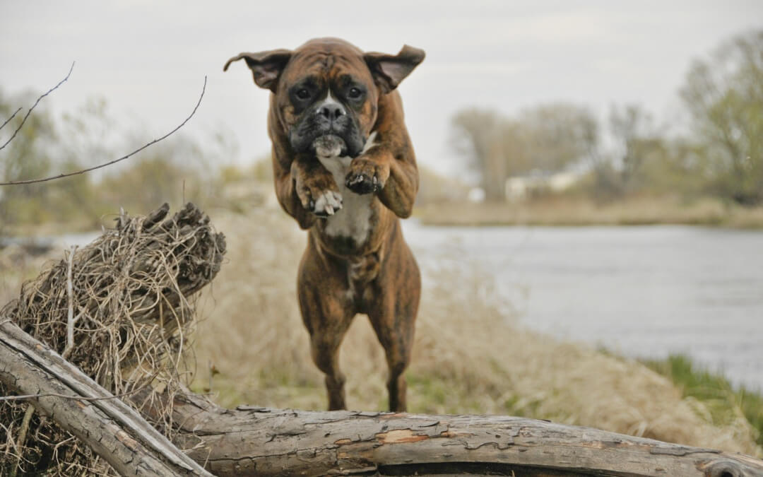 How To Stop Your Dog Jumping On People