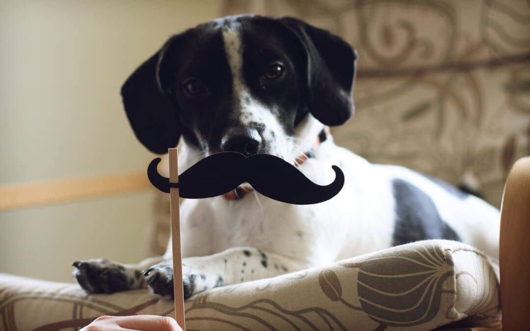 How To Clean Your Dogs Ears